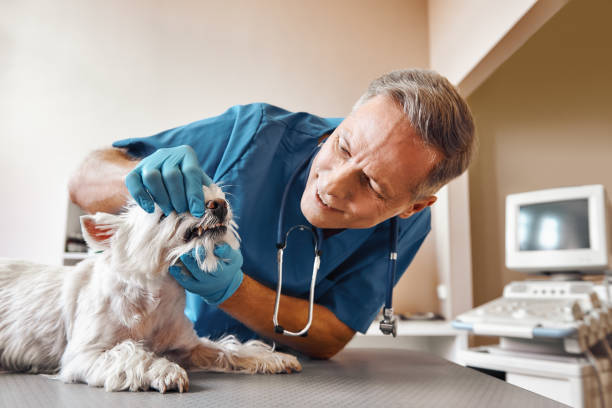 Best Same-Day Emergency Dental Services in Brown City, MI